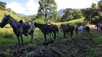 Costa Rica, mit Pferden zum ECO Chontales Wasserfall 