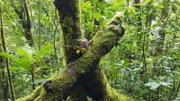 Costa Rica, Savegretal, Savegre Lodge, Wanderung, Orchidee am Baum