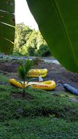 Costa Rica, Rafting Pacuare, Romantik vor dem Start