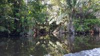 Costa Rica, Turtle Beach Lodge, Anreise mit dem Boot