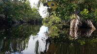 Costa Rica, Turtle Beach Lodge, Anreise mit dem Boot