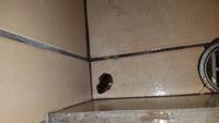 Costa Rica, Turtle Beach Lodge, Frosch in der Dusche