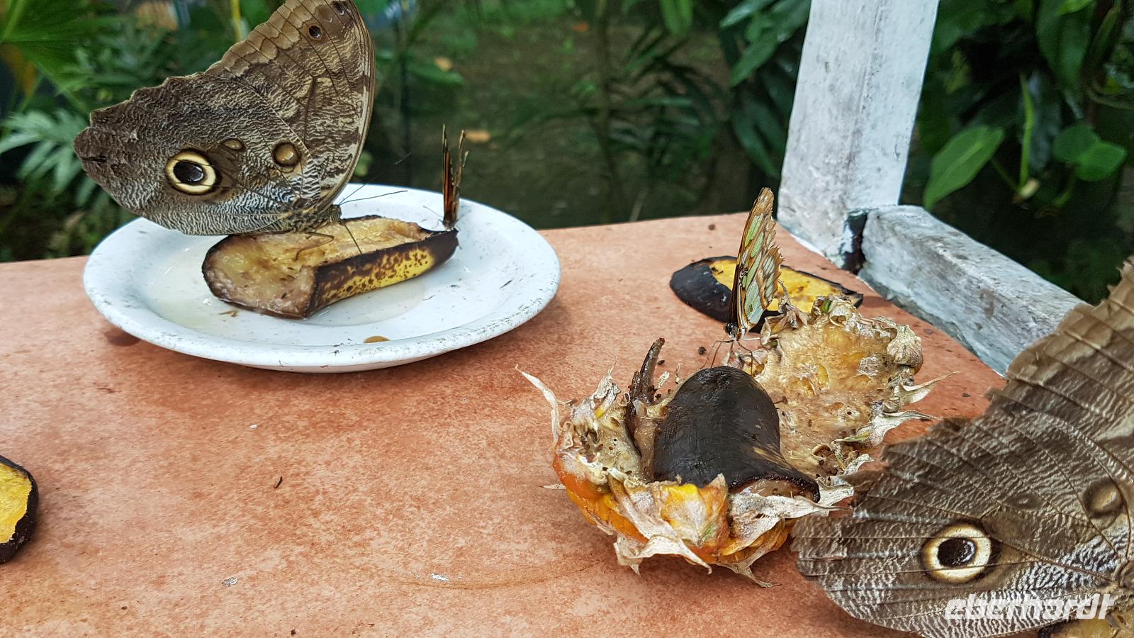 Costa Rica, Schmetterlings Garten