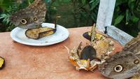 Costa Rica, Schmetterlings Garten