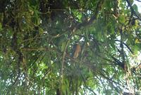 Costa Rica, Rafting Pacuare, tierischer Beobachter