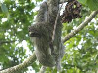 Costa Rica, Faultier