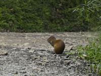 Costa Rica, Aguti
