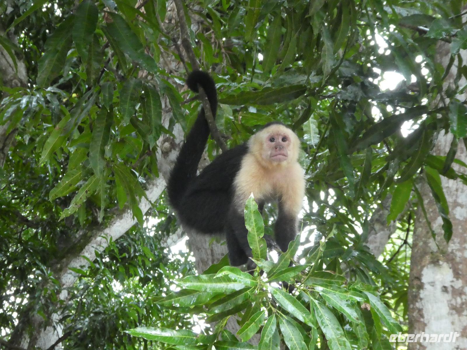 Costa Rica, Kapuzineraffe