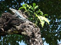 Costa Rica, Leguan im Baum
