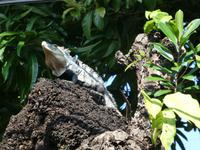 Costa Rica, Leguan im Baum