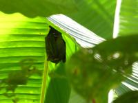 Costa Rica, Fledermaus
