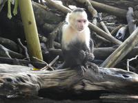 Costa Rica, Kapuzineraffe