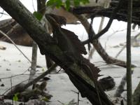 Costa Rica, Jesus Christ Lizard