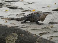 Costa Rica, Iguana