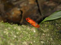 Costa Rica, roter Pfeilgiftfrosch