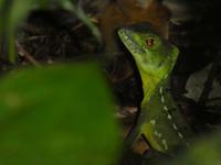 Costa Rica, Helmbaselisk