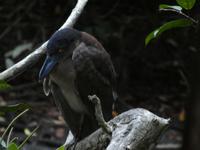 Costa Rica, Kahnschnabelreiher