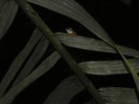 Costa Rica, Gaudy Leaf Frosch