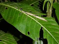 Costa Rica, Stabheuschrecke