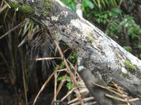 Costa Rica, Fledermäuse