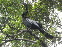 Costa Rica, Schlangenhalsvogel