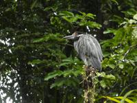 Costa Rica, Krabbenreiher