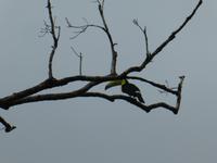 Costa Rica, Fischertucan