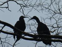 Costa Rica, grüner Ibis