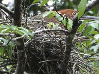 Costa Rica, JUngvogel Marmorreiher