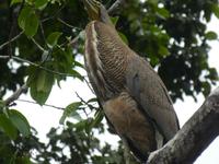 Costa Rica, Nachtkehlreiher