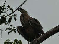 Costa Rica, Nachtkehlreiher