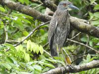 Costa Rica, Jungvogel Krabbenreiher