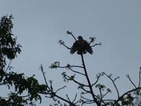 Costa Rica, Krabbenbussard