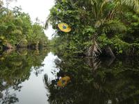 Costa Rica, Tortuguero NP