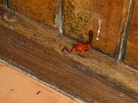 Costa Rica, roter Pfeilgiftfrosch