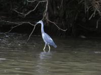Costa Rica, kleiner Blaureiher