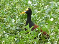 Costa Rica, Gelbstirnblatthuhn