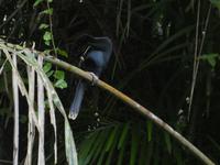 Costa Rica, Schlangenhalsvogel Männchen