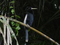 Costa Rica, Schlangenhalsvogel Männchen