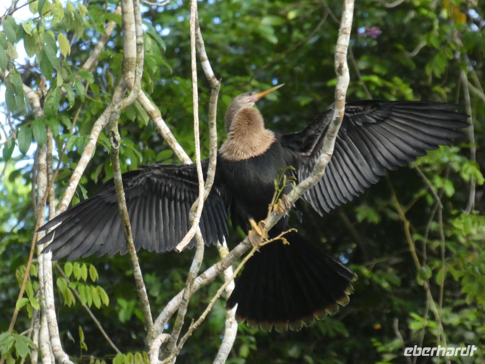 Costa Rica, Schlangenhalsvogel Weibchen