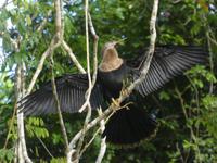 Costa Rica, Schlangenhalsvogel Weibchen