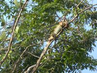 Costa Rica, grüner Leguan