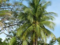 Costa Rica, Kokospalme