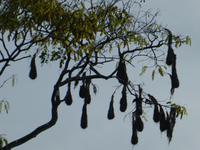 Costa Rica, Oropendola