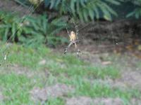 Costa Rica, Goldspinne