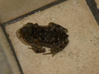 Costa Rica, Frosch in der Dusche