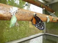 Costa Rica, Schmetterlings Garten
