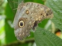 Costa Rica, Schmetterlings Garten, Great Owl