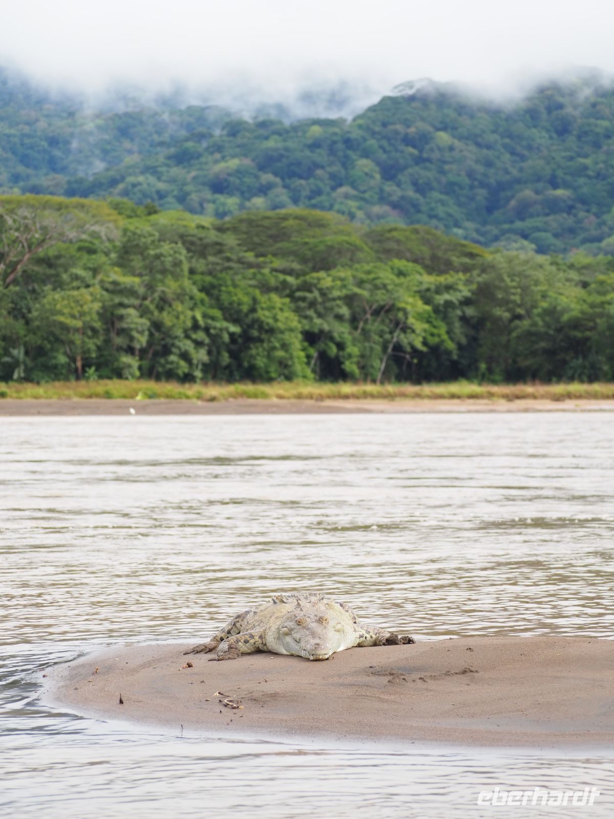 Krokodil im Tarcoles