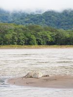 Krokodil im Tarcoles